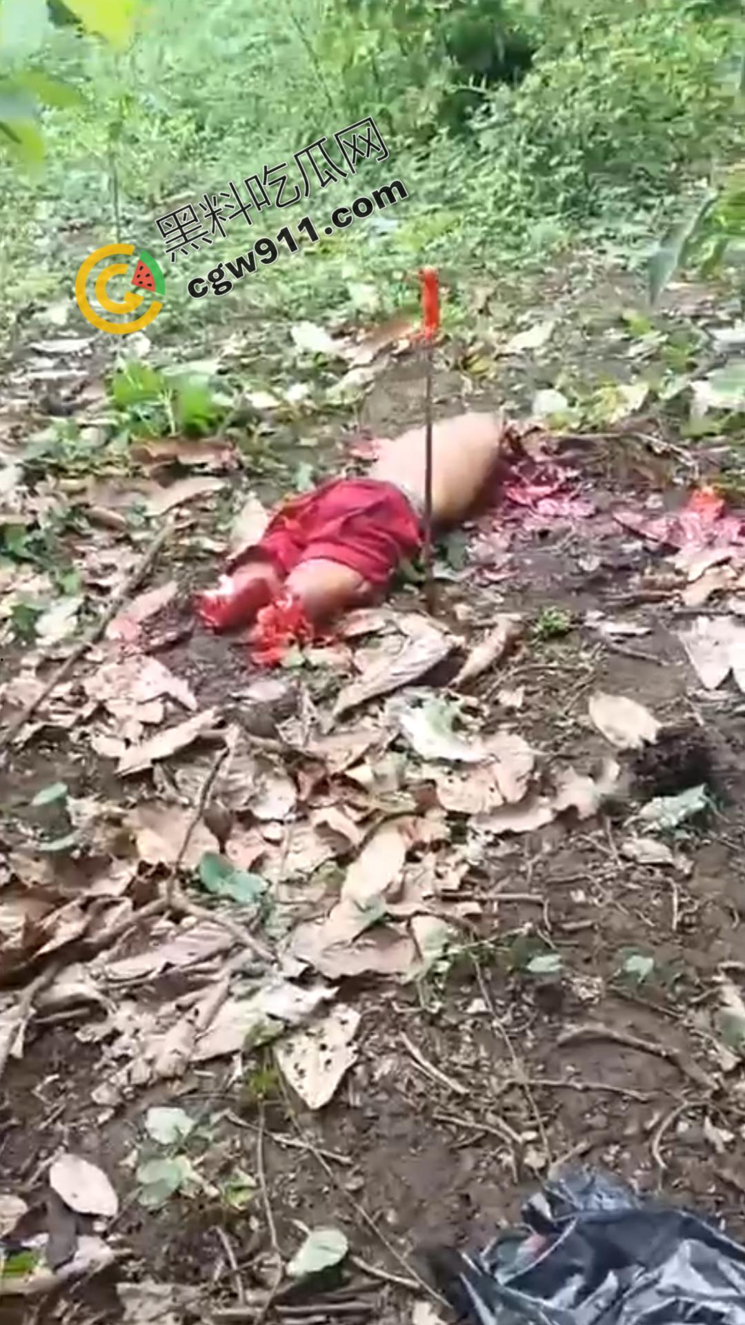 墨西哥毒枭残暴行径:年轻帮派成员遭野外肢解处决,鲜血四溅,画面极度血腥恶心,胆小者勿点