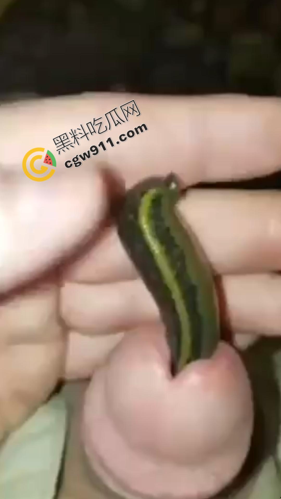 恐怖刺激!活蚂蟥钻入男子大屌的惊悚作死视频,观看者直呼恶心,视觉冲击骇人听闻