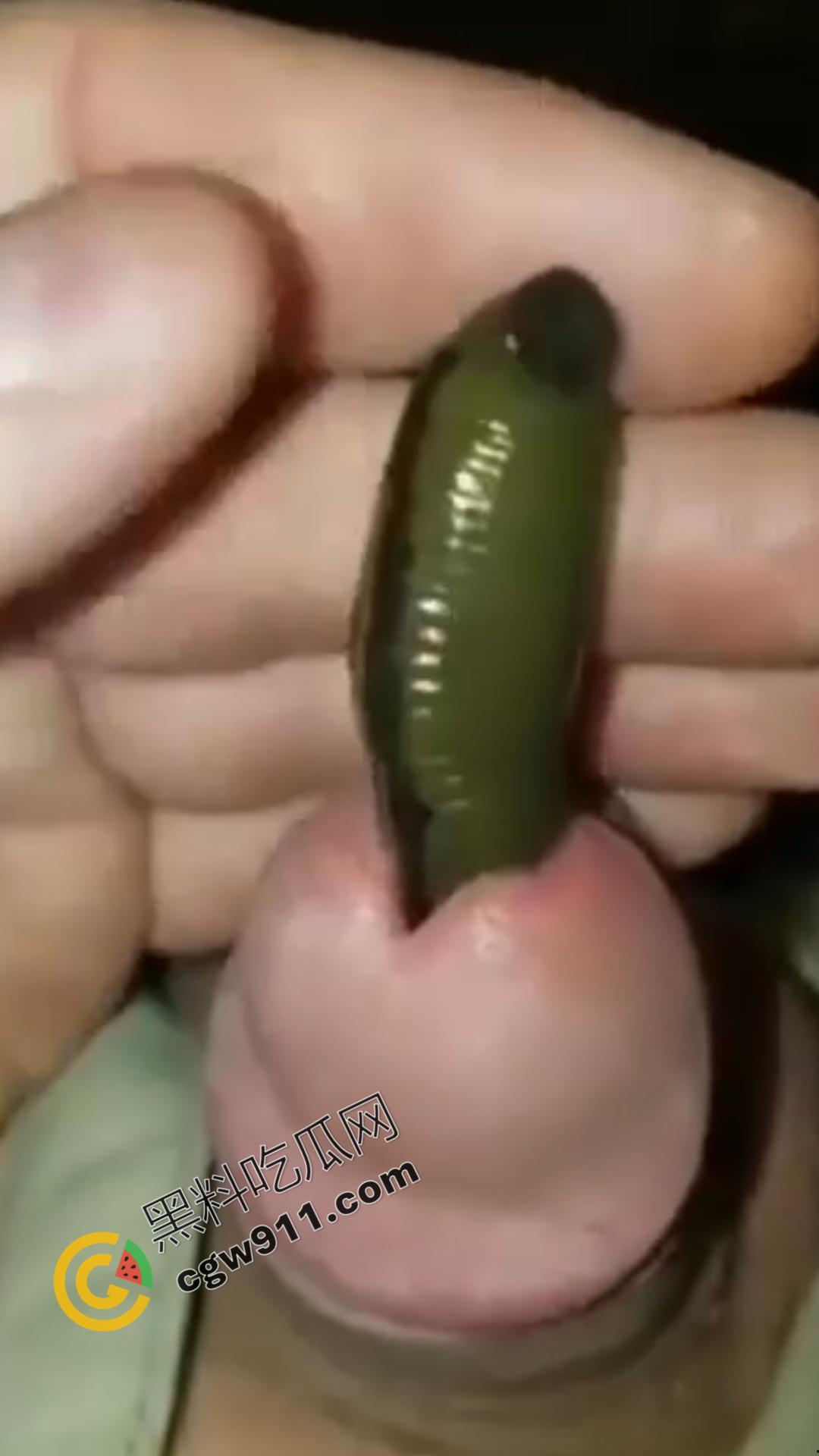 恐怖刺激!活蚂蟥钻入男子大屌的惊悚作死视频,观看者直呼恶心,视觉冲击骇人听闻