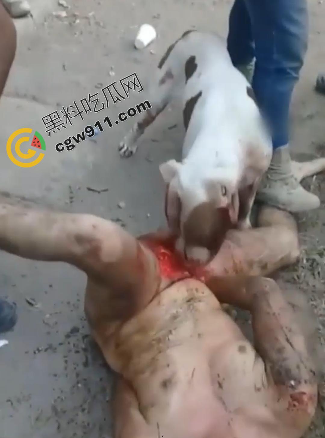 墨西哥城黑帮刑事件：裸男遭受斗牛犬撕咬生吞下体生殖器，画面血腥到令人作呕！