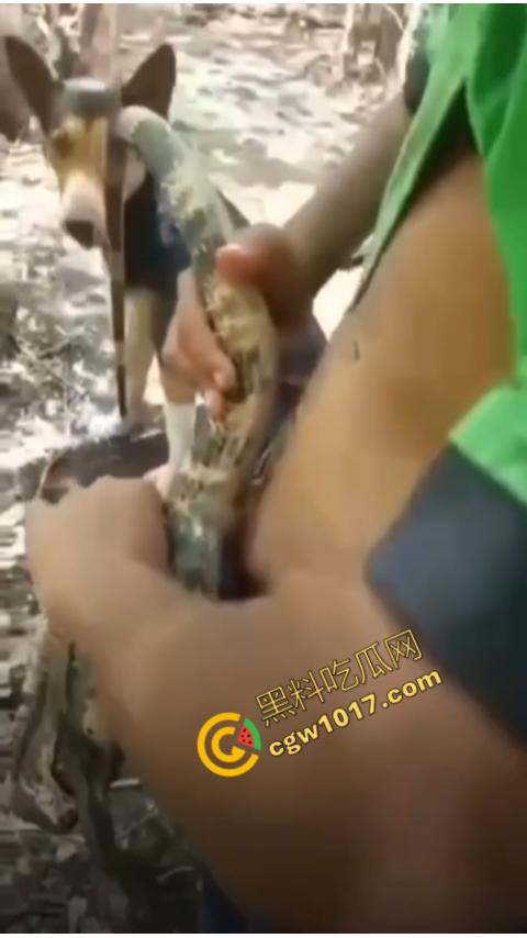 印度阿三享受变态玩乐：鸡巴爆操蜥蜴嫩穴，直到精液喷涌，炫耀异样快感，震撼画面引无数网民围观