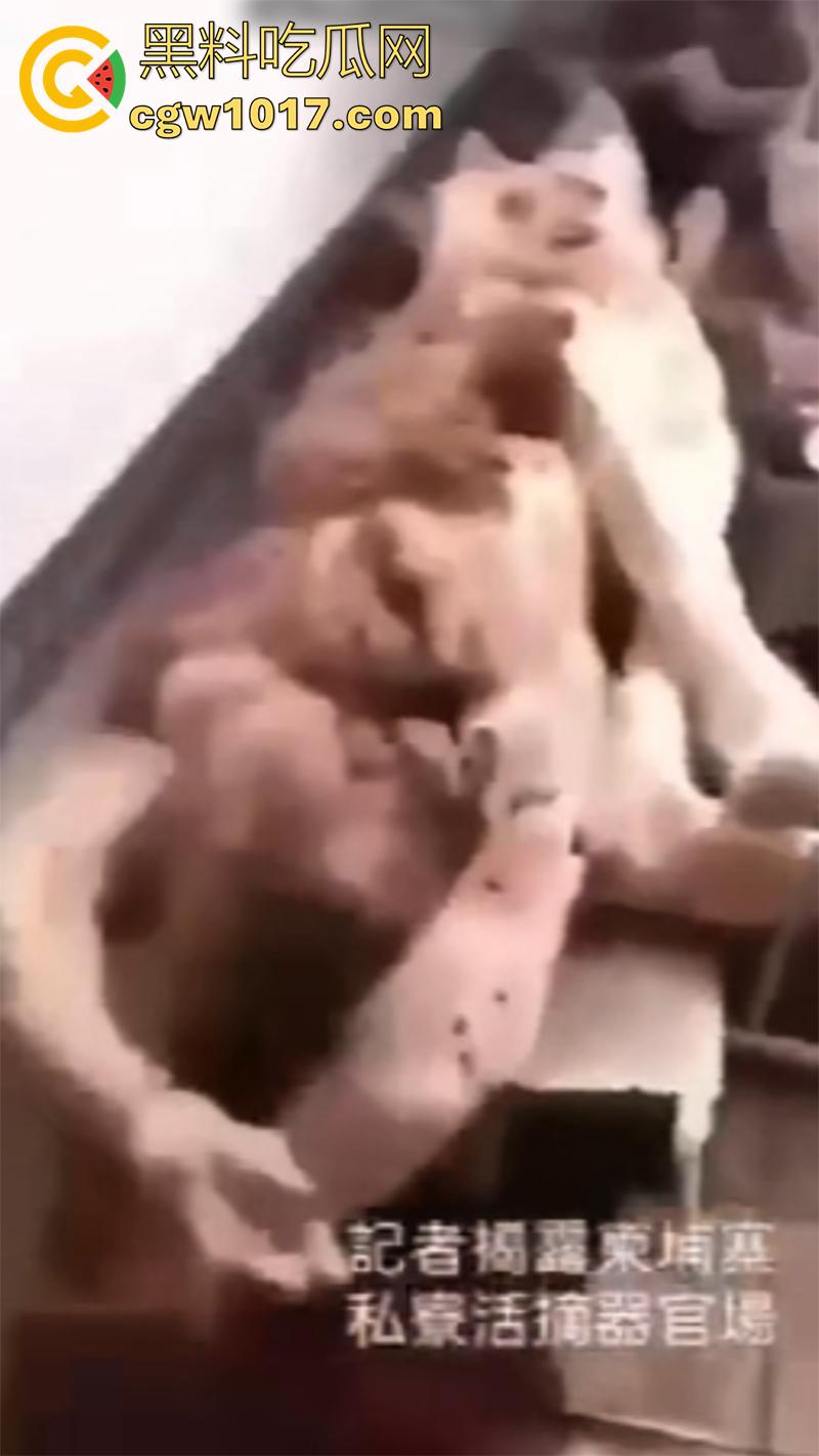 柬埔寨器官交易场实拍，猪仔狗推的最终贩卖地，难怪这里每个人都值钱，只要血型匹配有买主，立刻就会被拉走！