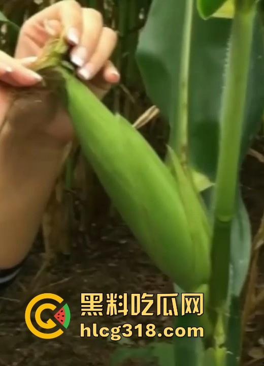 不是玉美都不放过吗！饥渴美女拿未采摘的新鲜玉米自慰，纯天然带颗粒感和高潮更配哦！