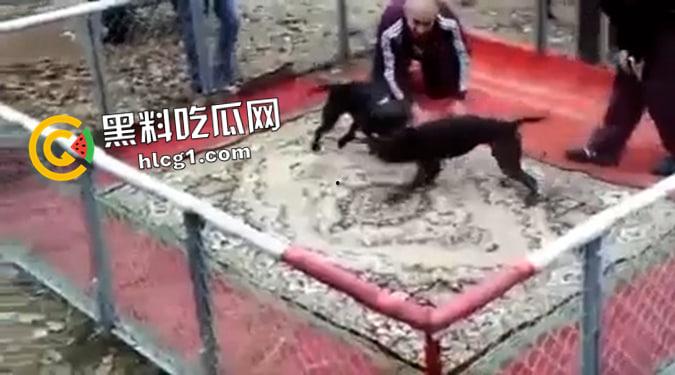 这就是斗狗！凶猛大狗一口见血 人来了都顶不住 这下知道为什么斗狗违法了