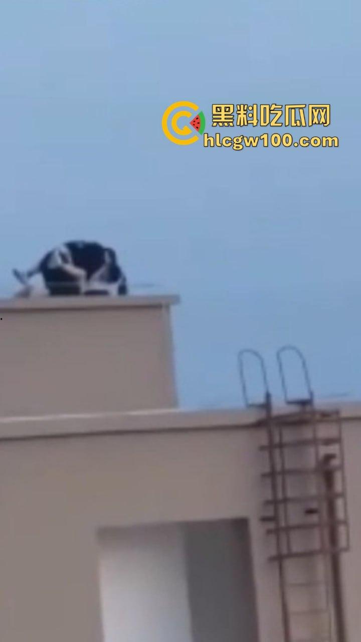 天台高能现场曝光，楼梯间顶上日逼看风景，高处做爱骚浪翻天，这种玩法不是一般人敢尝试的，真实艺高人胆大！